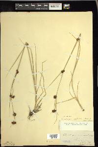 Rhynchospora capitellata image