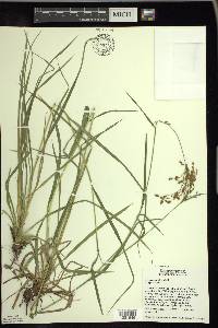 Scirpus pendulus image