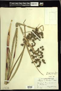 Scirpus microcarpus image