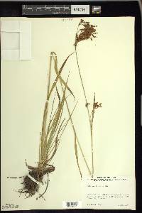 Scirpus pendulus image