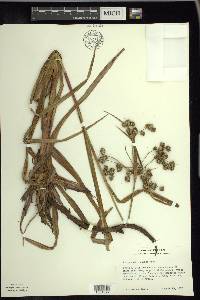 Scirpus microcarpus image