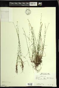 Trichophorum clintonii image