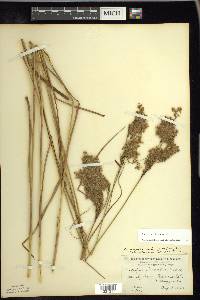 Scirpus atrocinctus image