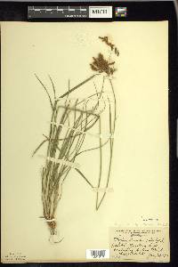 Scirpus pendulus image