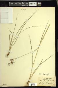 Scirpus pendulus image