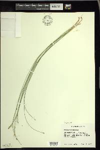 Trichophorum cespitosum image