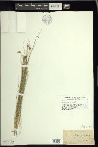 Rhynchospora fusca image