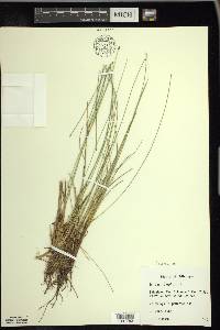 Trichophorum cespitosum image