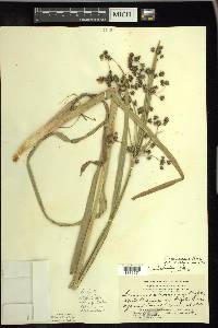 Scirpus microcarpus image