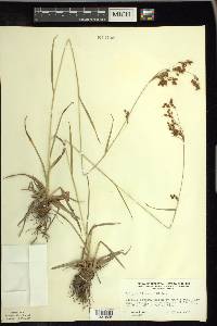 Scirpus pendulus image