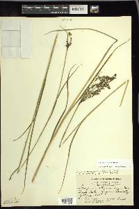 Scirpus atrocinctus image