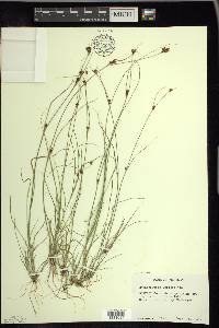 Rhynchospora capitellata image