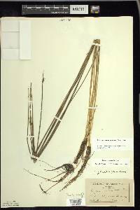 Schoenoplectus subterminalis image