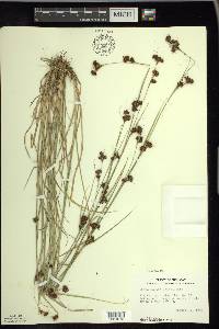 Rhynchospora capitellata image