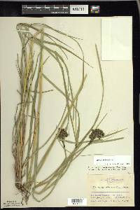 Scirpus atrocinctus image