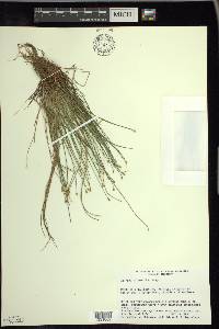 Trichophorum clintonii image