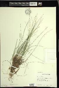 Trichophorum clintonii image