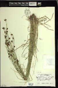 Rhynchospora capitellata image