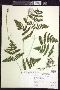 Gymnocarpium × brittonianum image
