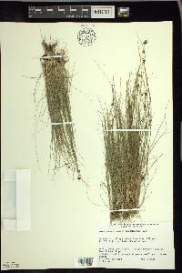 Rhynchospora capitellata image