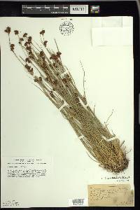 Rhynchospora capitellata image