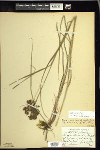 Scirpus atrocinctus image