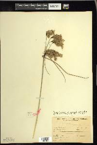 Scirpus atrocinctus image