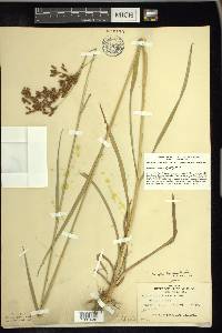 Scirpus pendulus image