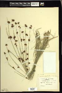 Rhynchospora capitellata image