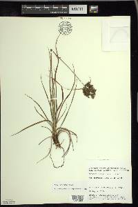 Scirpus atrocinctus image