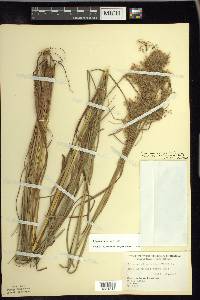 Scirpus atrocinctus image