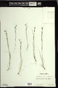 Rhynchospora capitellata image