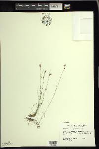 Rhynchospora capillacea image