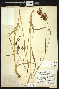 Scirpus pendulus image