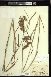 Scirpus atrocinctus image