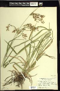 Scirpus pendulus image