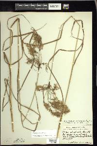 Scirpus atrocinctus image