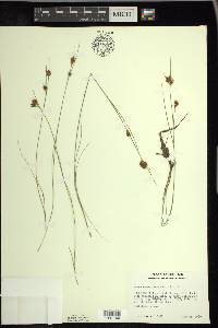 Rhynchospora fusca image