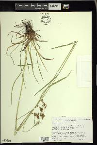 Scirpus pendulus image