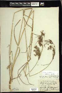 Scirpus atrocinctus image