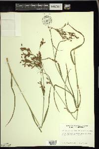 Scirpus pendulus image