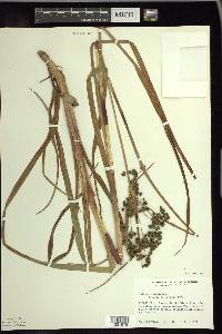 Scirpus microcarpus image