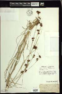 Rhynchospora capitellata image