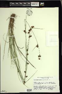 Rhynchospora capitellata image