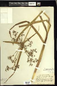 Scirpus microcarpus image