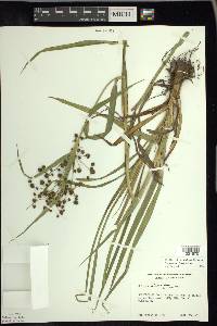 Scirpus hattorianus image