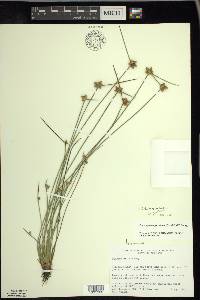 Schoenoplectiella purshiana image