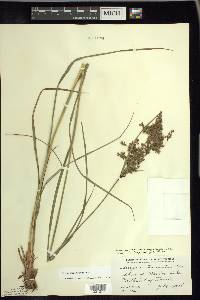 Scirpus atrocinctus image