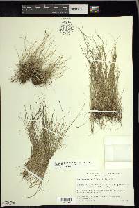 Rhynchospora capitellata image