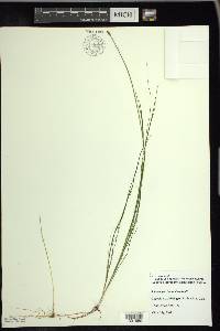 Schoenoplectus subterminalis image